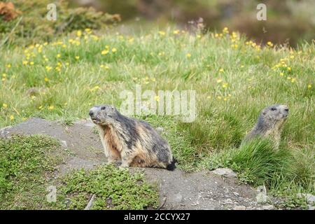 Marmot Marmota Marmota Suisse Alpes montagnes Banque D'Images