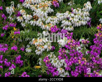 Erica cinerea, Bell Heather, violet et blanc, ce dernier dit être chanceux. Banque D'Images