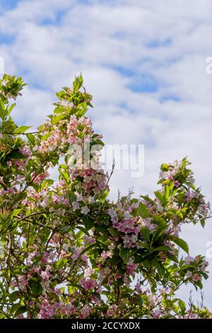 Arbuste Weigela pleine fleur Banque D'Images