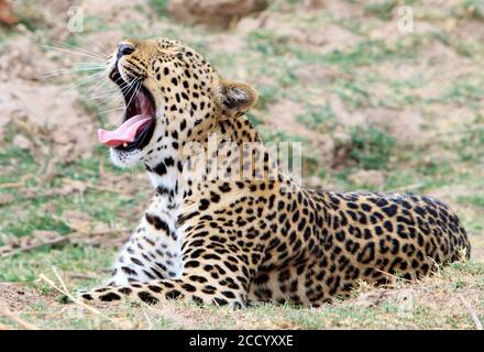 Léopard posé sur les plaines africaines avec la bouche large ouverte tout en bâillant avec de grandes dents canines et des whiskers clairement visibles. Sud Luangwa, Zambie Banque D'Images