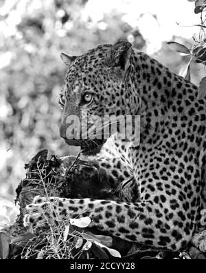 Portrait d'un beau léopard africain mâle (Panthera Pardus) vers le haut d'un arbre manger tuez récemment, éclairé par la lumière naturelle du soleil. Parc national de South Luangwa, Banque D'Images
