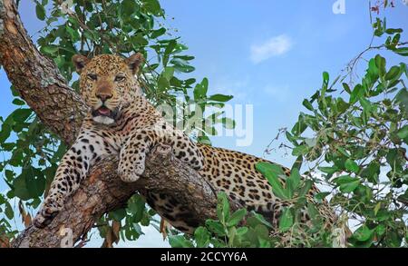 Alerte leopard africain (panthera pardus) mâle regardant se détendre dans un arbre regardant directement devant, au sud de luangwa national, zambie Banque D'Images