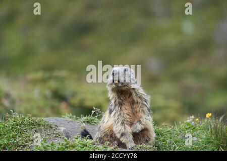 Marmot Marmota Marmota Suisse Alpes montagnes Banque D'Images