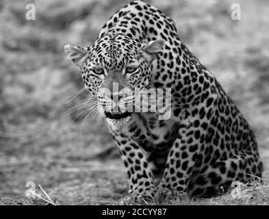 Le léopard africain (Panthera Pardus) s'accrouille et regarde directement dans la caméra, parc national de Luangwa Sud, Zambie Banque D'Images