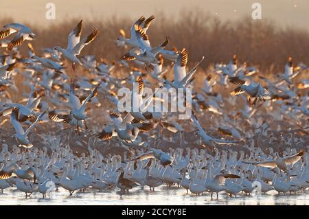 Oies des neiges, Chen caerulescens, Bosque del Apache, Nouveau-Mexique, États-Unis Banque D'Images