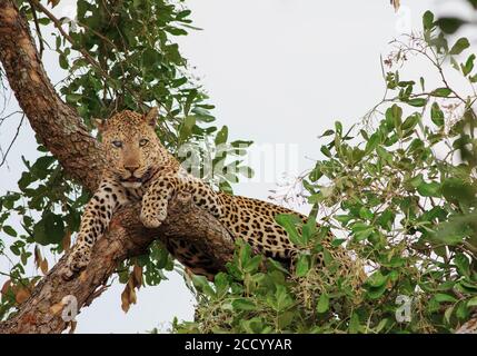 Grand léopard qui est aveugle dans un œil, reposant sur un arbre dans le Parc national de Luangwa Sud - Zambie Banque D'Images