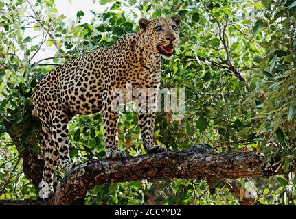 Vue rapprochée d'un grand léopard mâle qui est aveugle dans un œil debout sur un arbre rempli de feuilles dans le parc national de Luangwa Sud, Zambie Banque D'Images