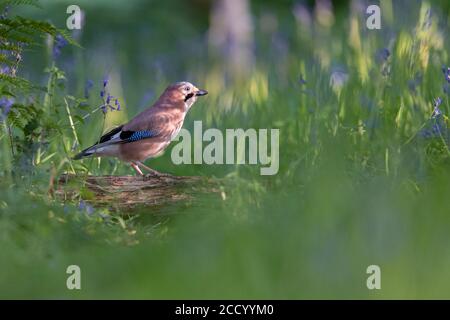 Jay dans la forêt, Royaume-Uni. Banque D'Images