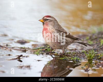 Petit Redpoll, Acanthis Cabaret homme buvant à la piscine de bois, Norfolk fin hiver Banque D'Images