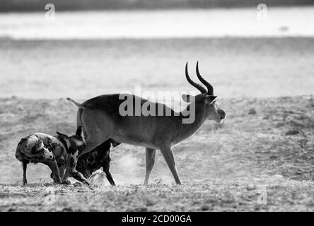 Attaque violente de chiens sauvages africains contre un puku dans le parc national de Luangwa Sud, Zambie, Afrique australe. Banque D'Images