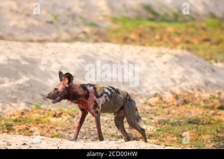 Chien sauvage africain (chien peint) - Lycaon pictus - couvert de sang après un récent Tuez et marchez à travers le lit de sable sec de la rivière au sud Luangwa Natio Banque D'Images