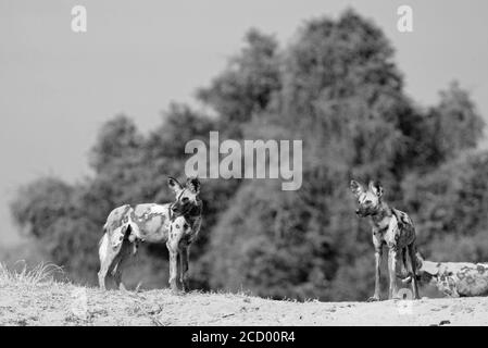 Monochromie de deux chiens sauvages debout sur un monticule levé qui arpente le paysage du sud de Luangwa, en Zambie Banque D'Images