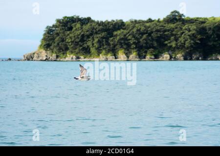 Un mouette volant au-dessus de la mer sur un fond flou d'un cap en pierre. Mise au point sélective. Banque D'Images