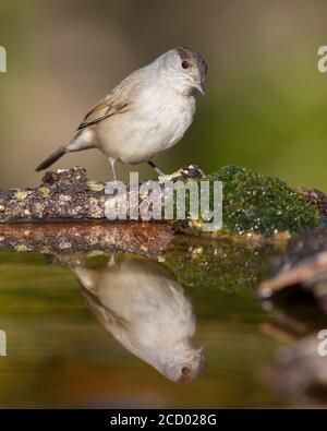 Eurasian Blackcap (Sylvia atricapilla), premier hiver homme reflétant elle-même dans un étang Banque D'Images