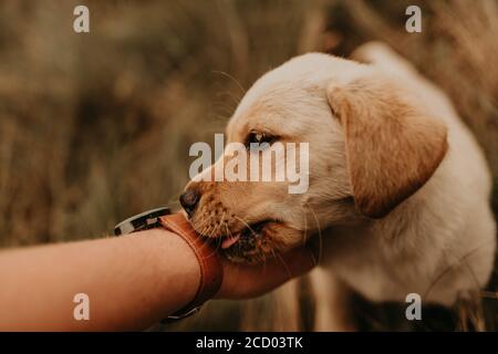 chiot labrador liche la main mâle. langue de chien Banque D'Images