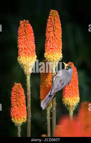Un mineur bruyant couvert de pollen se forge pour le nectar sur les usines de Red Hot Poker aux jardins botaniques d'Adélaïde, en Australie méridionale. Banque D'Images