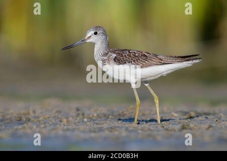 Chevalier aboyeur (Tringa nebularia), vue latérale d'un adulte debout sur la boue, Campanie, Italie Banque D'Images