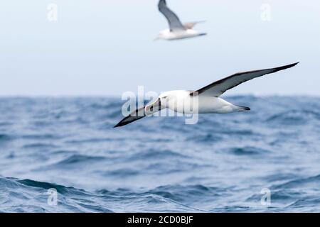 Albatros à nez jaune de l'océan Indien (Thalassarche carteri), les adultes en vol, Western Cape, Afrique du Sud Banque D'Images