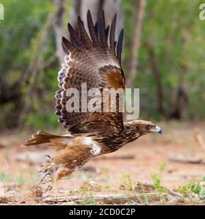 Aigle (Aquila rapax), des profils qui décolle du sol, Mpumalanga, Afrique du Sud Banque D'Images