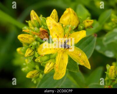 Imforate St Johns Wort Plant ( Hypericum maculatum ) à Flower en juillet, Royaume-Uni. Pollinisé par les insectes Banque D'Images