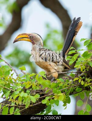 Hornbill à bec jaune du sud (Lamprotornis leucomelas), vue latérale d'un adulte perché sur une branche, Mpumalanga, Afrique du Sud Banque D'Images