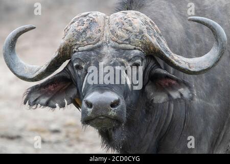 Buffalo africain (Syncerus caffer), gros plan masculin adulte, Mpumalanga. Afrique Du Sud Banque D'Images