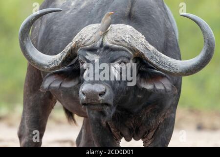 Buffalo africain (Syncerus caffer), gros plan masculin adulte, Mpumalanga. Afrique Du Sud Banque D'Images