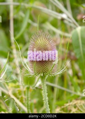 Usine de thé ( Dipsacus fullonum ) à Fleur en juillet, Royaume-Uni Banque D'Images