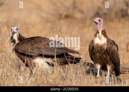 Vautour à capuchon (Necrosyrtes monachus), adulte et juvénile debout sur le terrain, Mpumalanga, Afrique du Sud Banque D'Images