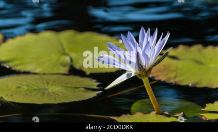 Le nénuphar violet (espèce Nymphaea) fleurit sur de grandes feuilles rondes Banque D'Images