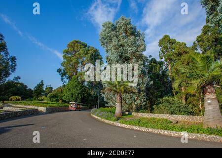 Batumi, Géorgie - 08 août 2020 : magnifique vue sur le jardin botanique de Batumi, Adjara Banque D'Images