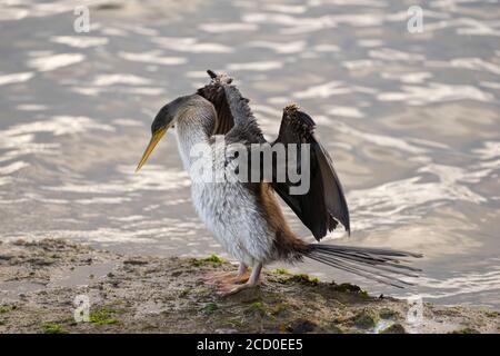 Le dard australien (oiseau serpent) desséchant des ailes sur la rive près de l'eau. Banque D'Images