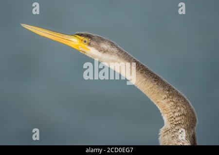 Australasian ou Darter australien ou Snakebird. Tête de serpent avec bec jaune fermé isolé sur fond vert marin. Banque D'Images