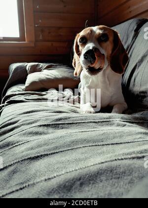 Beagle couché sur un canapé. Banque D'Images