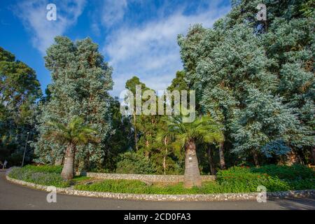 Batumi, Géorgie - 08 août 2020 : magnifique vue sur le jardin botanique de Batumi, Adjara Banque D'Images