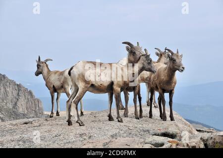 Troupeau de mouflons de Bighorn sur le sommet du mont Evens dans le Colorado Banque D'Images