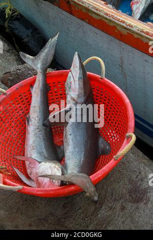 La vie des pêcheurs traditionnels au Kerala, bateau de pêche en bois, pêcheur jetant le filet dans le rivage, pêcheur répare le filet de pêche, Banque D'Images