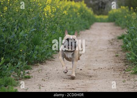 Magnifique photo d'un chien américain Bully qui court sur le pré Banque D'Images