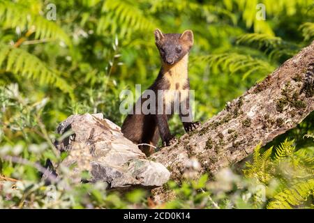 La martre (Martes martes), vue de face d'un homme adulte debout sur un vieux tronc Banque D'Images