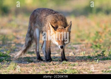 Renard roux (Vulpes vulpes), homme adulte debout sur le sol et devant. Banque D'Images