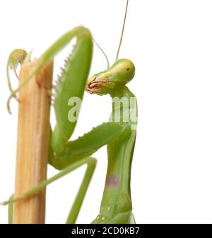 jeune mantis vert assis sur un bâton de bois, insecte isolé sur fond blanc, gros plan Banque D'Images