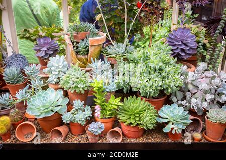 Plantes en pots croissant dans une serre Banque D'Images