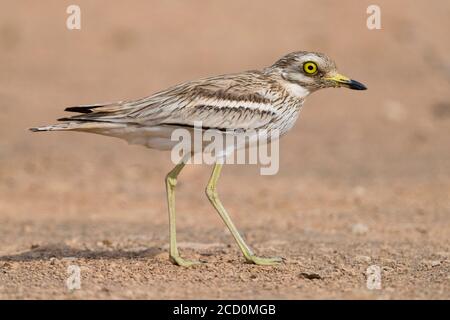 Courlis de pierre eurasien (Burhinus oedicnemus), adulte marchant dans un habitat du désert en Oman. Adulte debout sur un terrain désertique. Banque D'Images