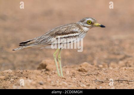 Courlis de pierre (Burhinus oedicnemus), vue latérale d'un adulte se tenant sur un terrain désertique en Oman Banque D'Images