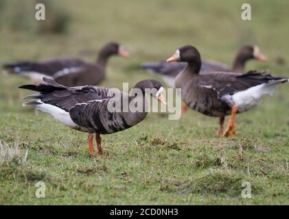 Bernache du Groenland à froncé blanc (Anser albifrons flavirostris), Islay, Argyll, Écosse. Plusieurs oiseaux au début du printemps debout dans un champ. Banque D'Images