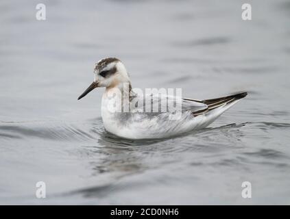 Premier hiver Phalope gris (Phalaropus fulicarius) nageant à Salthouse, Norfolk, pendant le mois de novembre. Banque D'Images