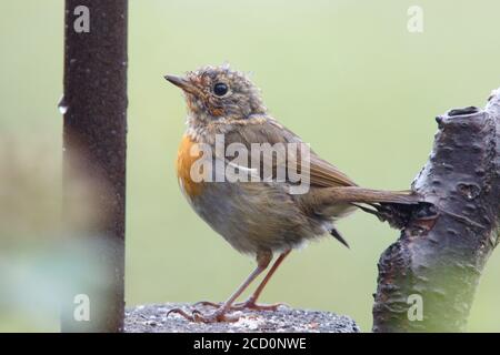 Jeune Robin britannique (erithacus rubecula melophilus), CLEY, Norfolk, pendant l'été. Perchée sur une bûche. Banque D'Images