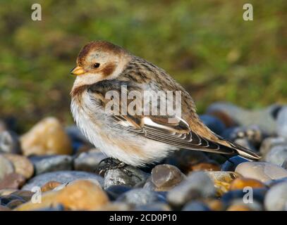 Première femelle d'hiver islandais Snow Bunting (Plectrophenax nivalis insulae) montrant qu'il s'agit d'un plumage sombre typique sur un emplacement intérieur à Salthouse, Norfo Banque D'Images