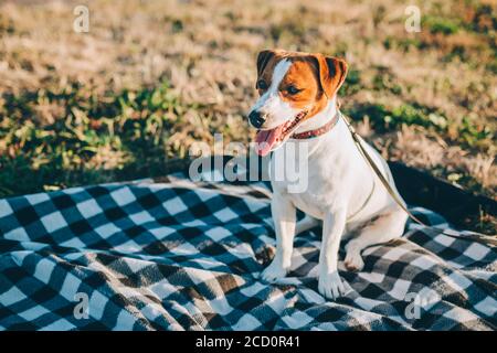 Adorable chiot Jack Russell Terrier assis sur une couverture de pique-nique avant le coucher du soleil. Belle journée ensoleillée. Banque D'Images