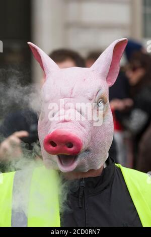 Les manifestants portant des masques de cochon debout dans la ligne de police devant Downing Street la protestation réclamaient la démission du Premier ministre David Cameron, au vu du fait qu'il avait des fonds en fiducie offshore, Blairmore Holdings, une société basée à Panama, fondée par son défunt père Ian, avant de les vendre en 2010. Les organisateurs de la manifestation ont déclaré que les révélations dans les documents de Panama soulevait des questions sur l'engagement de M. Cameron à lutter contre l'évasion fiscale. M. Cameron a nié tout acte répréhensible, mais a admis qu'il aurait pu mieux gérer la ligne de l'impôt. Downing Street, Whitehall, Londres, Royaume-Uni. 9 avril 2016 Banque D'Images